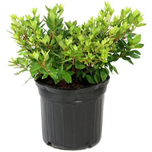 2.25 Gal. Azalea Sunglow Flowering Shrub with Red Blooms