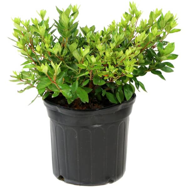 2.25 Gal. Azalea Glacier Flowering Shrub with White Blooms