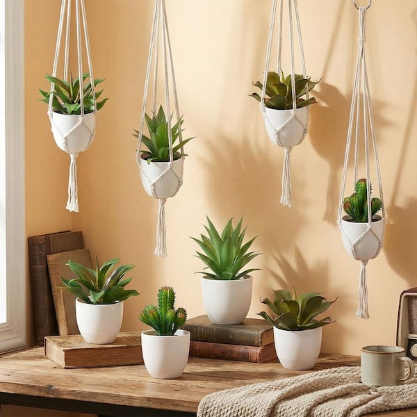 where to purchase a money tree Buy Money Tree Braided - Good Luck Tree main image 0
