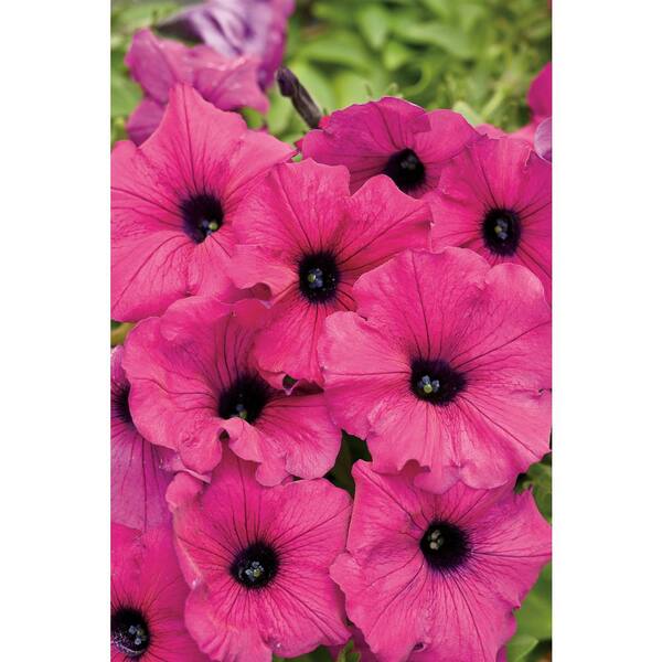 PROVEN WINNERS 4-Pack, 4.25 in. Grande Supertunia Royal Magenta (Petunia) Live Plant, Pink-Purple Flowers