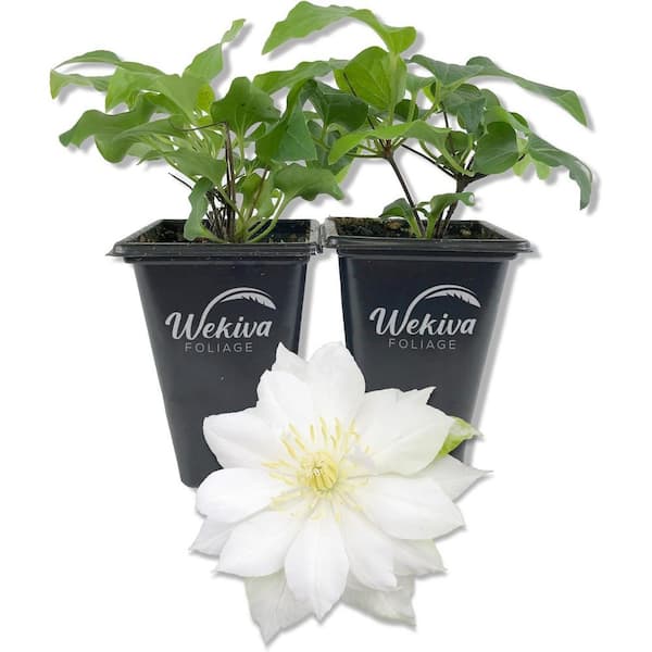 Clematis Duchess of Edinburgh 2-Live Starter Plants in 2 in. Growers Pots-Starter Plants-Clematis