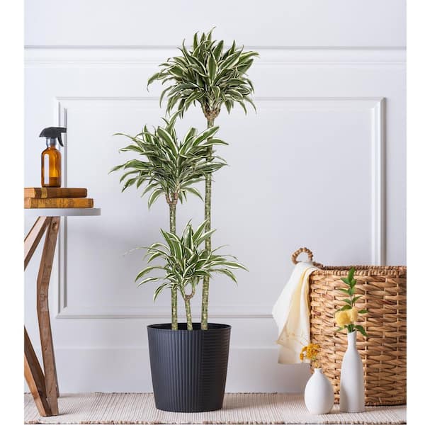 philodendron indoor plants Philodendron Brasil | Easy Indoor Live Potted Houseplant main image 1