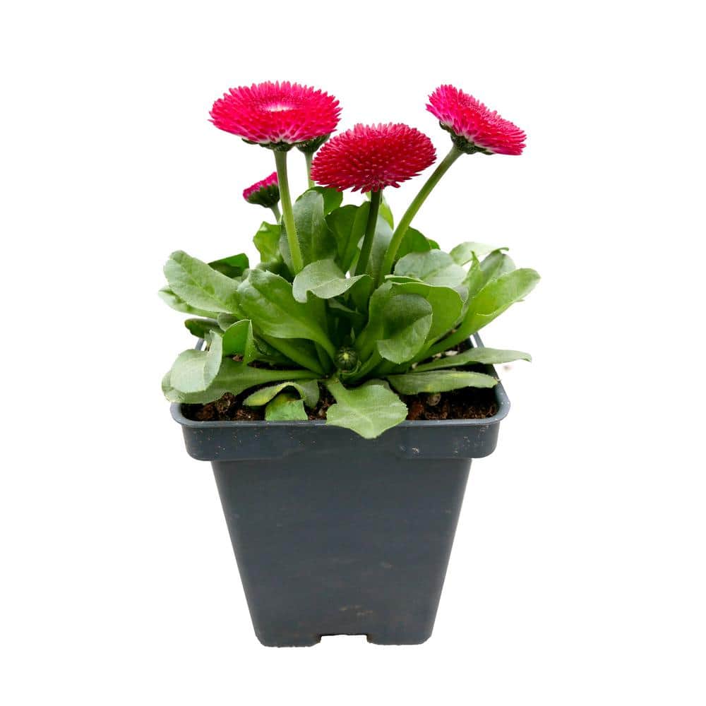 Perennial Bellis Mix 1.0 qt.