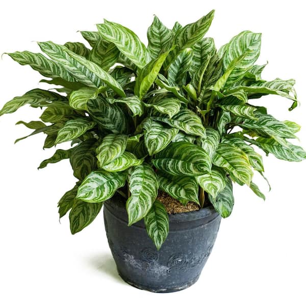 dieffenbachia crocodile plant Dieffenbachia Crocodile - House Plants Delivery Toronto main image 1