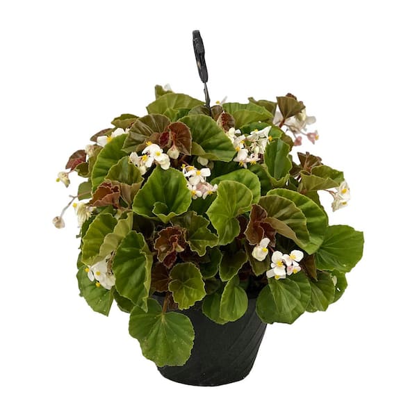 Pure Beauty Farms 4.73L. Begonia Bronze Leaf White Flower 10 in. Hanging Basket