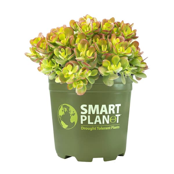 SMART PLANET 1G Jade Compact Crassula Ovata Compacta (Dwarf Jade)