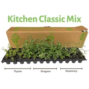 Vertical Garden Fast Start Plants Box of 36 Kitchen Classic Mix-Oregano Hot and Spicy/Thyme Golden Lemon/Rosemary