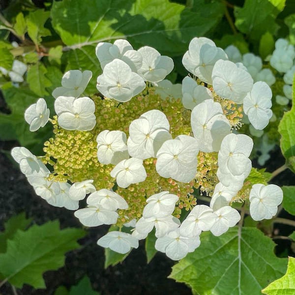 DIRECT GARDENING 2 Gal. Pot, Toy Soldier Oakleaf Hydrangea Bush