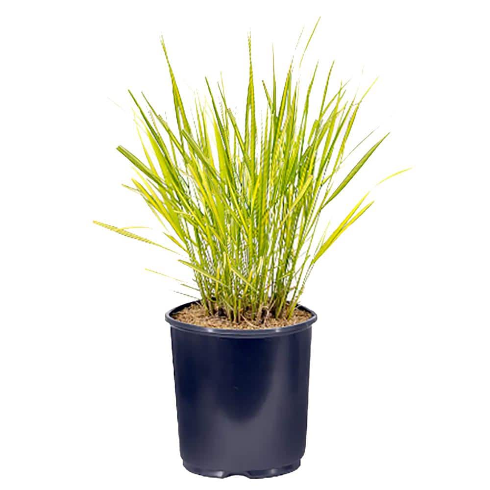2.5 qt. Calamagrostis A El Dorado Perennial Plant with No Flowers - (1-Pack