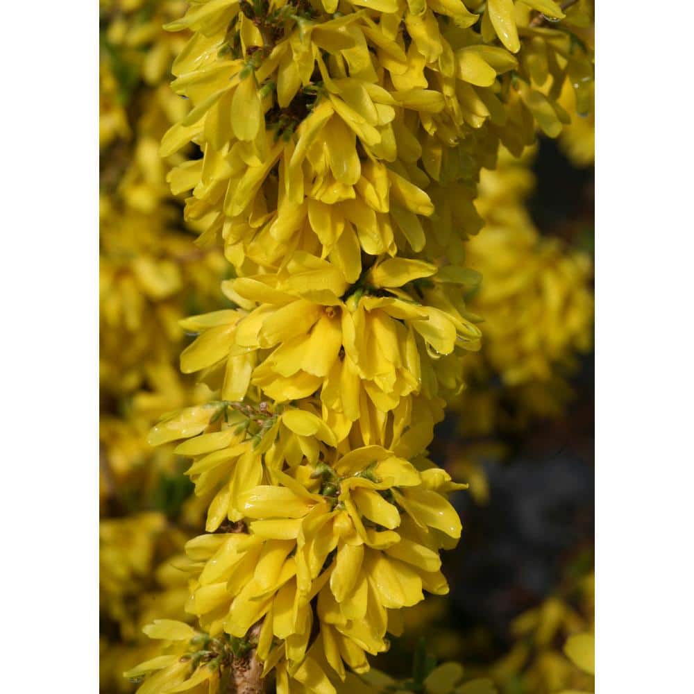 PROVEN WINNERS 2 Gal. Show Off Starlet Forsythia Shrub With