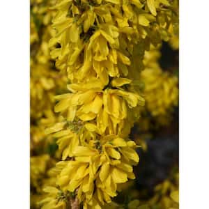 2 Gal. Show Off Starlet Forsythia Shrub With Bright Honey-Yellow Flowers and Dwarfing Form