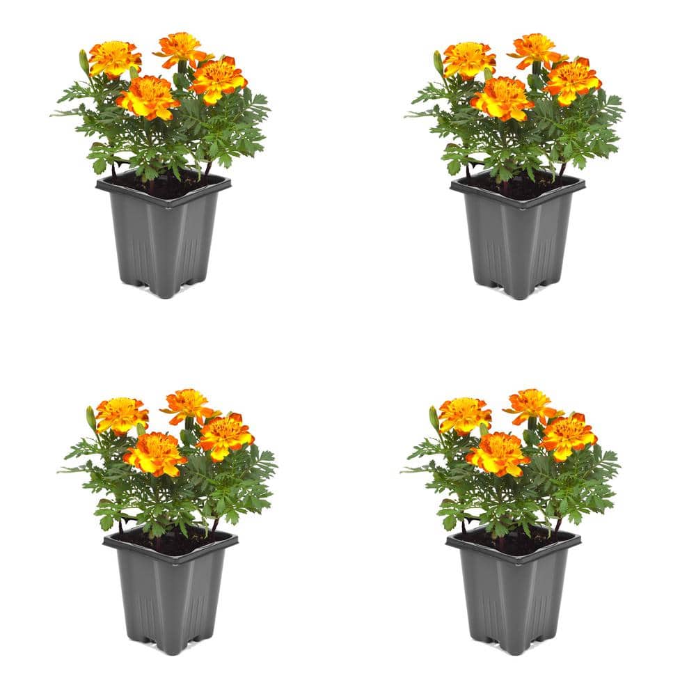 ProPlus 1.0 PT Marigold Mix Annual Plant with Multi-Colored