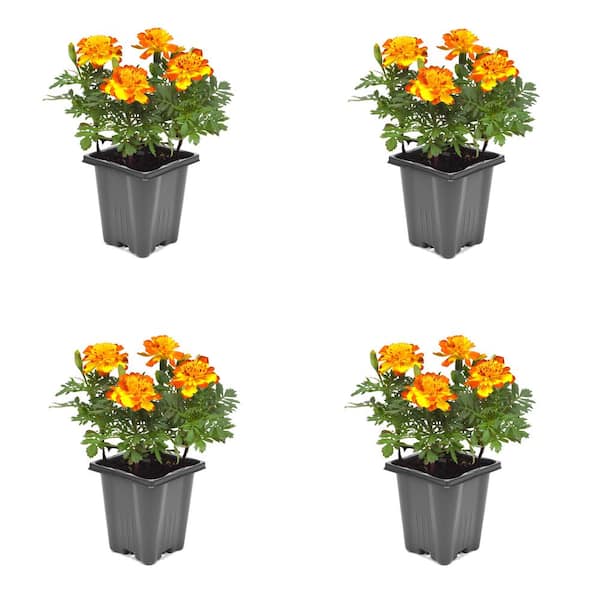 1.0 PT Marigold Mix Annual Plant with Multi-Colored Flowers-(4-Pack)
