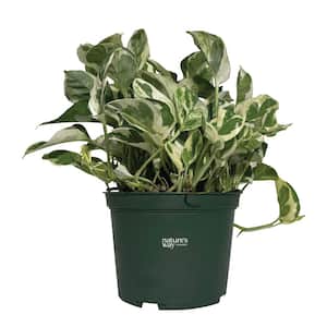 Pothos N-Joy Live Indoor Plant in Growers Pot Avg Shipping Height 1 ft. to 2 ft. Tall
