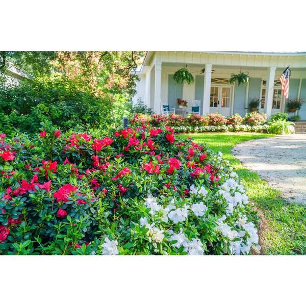 ENCORE AZALEA 2 Gal. Autumn Ivory Dwarf Azalea Shrub with