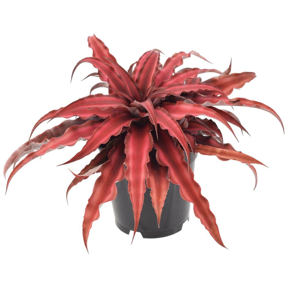 Cryptanthus Red Earth Star Large Indoor Plant in Black Plastic Pot