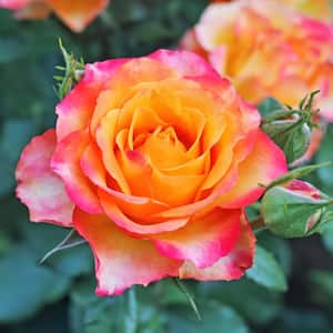 Bare Root Multi-Color Rose Plant with Blooms