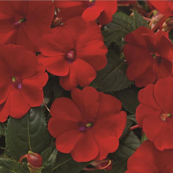 4.25 in. Eco+ Grande Sunpatiens Compact Deep Red Impatiens (Impatiens x Hybrida) Annual Plant with Red Flowers 4-Pack