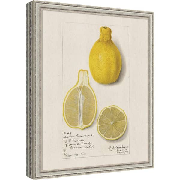 Cordelia "Lemon Lisbon Amanda Newton" by Nostalgia Prints Fruit Framed Art Print 22 in. x 18 in.