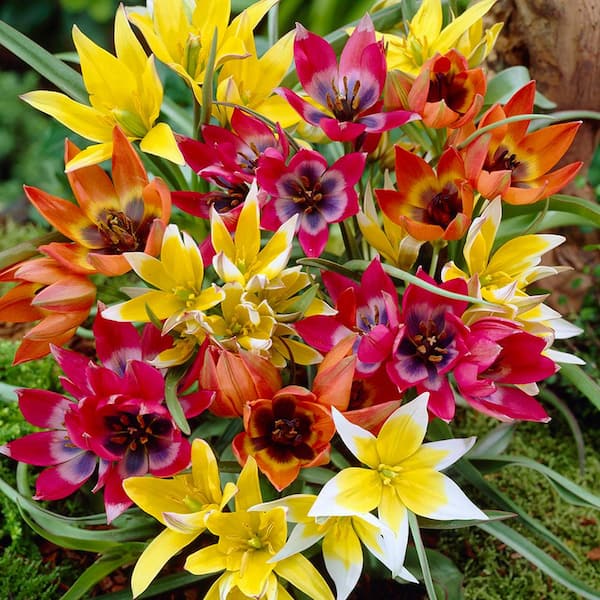 VAN ZYVERDEN Tulips Perennial Mixture Set of 35 Bulbs