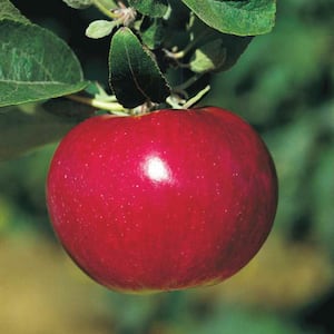 McIntosh Apple Malus Live Fruiting Bareroot Tree (1-Pack)