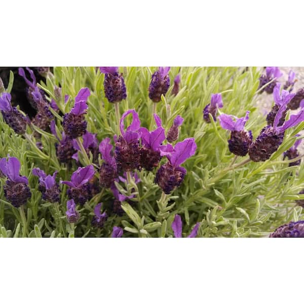 Dried Phenomenal french lavender bundles for sale