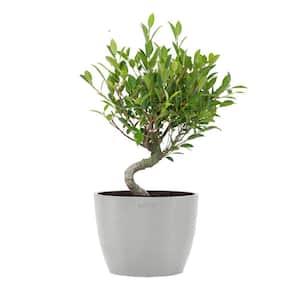 Golden Gate Ficus Retusa Live Bonsai in 6 inch Premium Sustainable Ecopots White Grey Pot with Removeable Drainage Plug