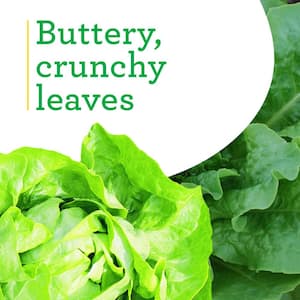 19 oz. Buttercrunch Lettuce Plant (2-Pack)