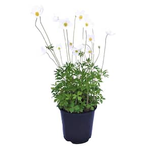 Snowdrop Windflower (Anemone Sylvestris)