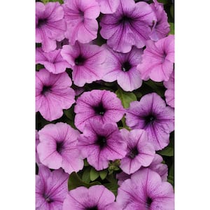 4-Pack Plum Vein Easy Wave Petunia Annual Plant with Plum and Lavender Flowers