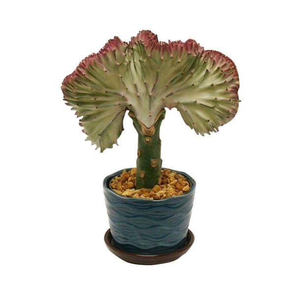 Delray Plants Coral Cactus in 4 in. Turquoise Blue Coral Pot