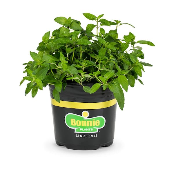 Bonnie Plants 2.32 qt. Sweet Mint Herb Plant
