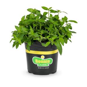 2.32 qt. Sweet Mint Herb Plant