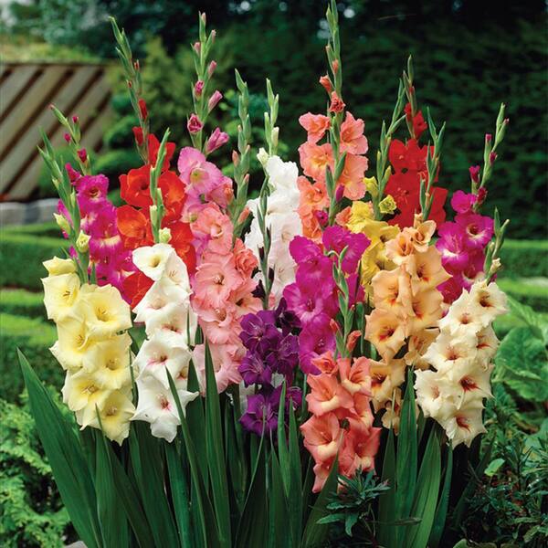 Van Zyverden Gladiolus Large Rainbow Mix Quantity Landscape Saver 600 Bulbs