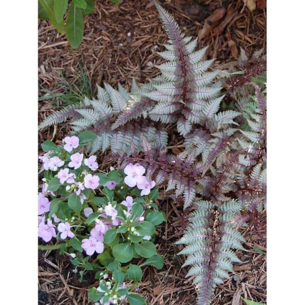 1 Gal. Green Fern Perennial Plant