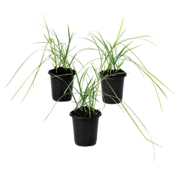 4 in. Miscanthus Malepartus Grass (3-Pack)