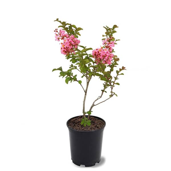 1 Gal. Coral Pink Sioux Crape Myrtle Tree
