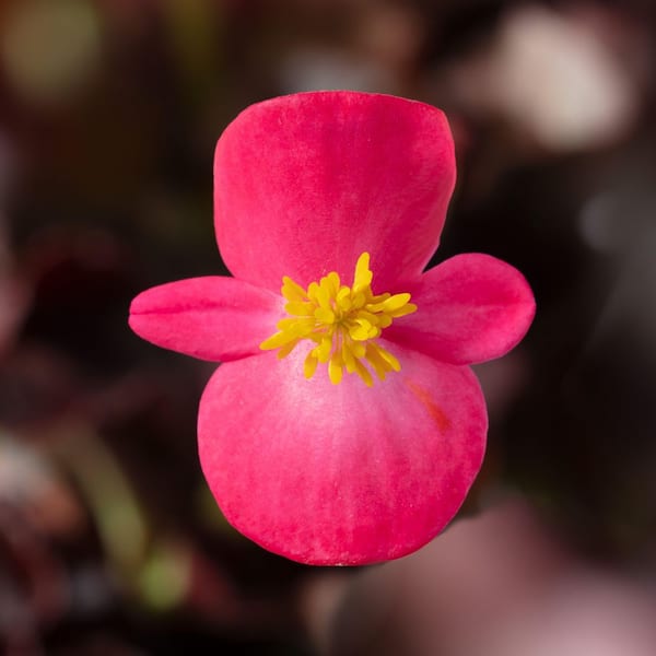 Pure Beauty Farms 1.97 Gal. Begonia Bada Boom Bronze Leaf Rose Flower in 2.75 in. Cell Grower's Tray (18- Plant)