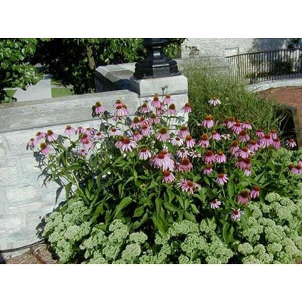 2.75 qt. Echinacea Coneflower PlantCNFLW1GMUL1PK The Home Depot