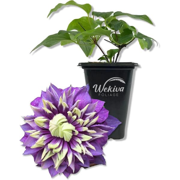 Clematis Taiga-Live Starter Plant in a 2 Inch Growers Pot-Starter Plants Ready for The Garden