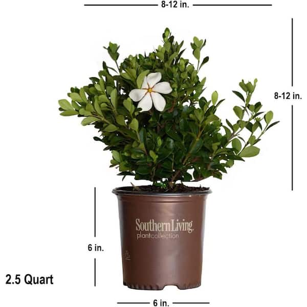 SOUTHERN LIVING 2.5 Qt. Scentamazing Gardenia - Live Evergreen