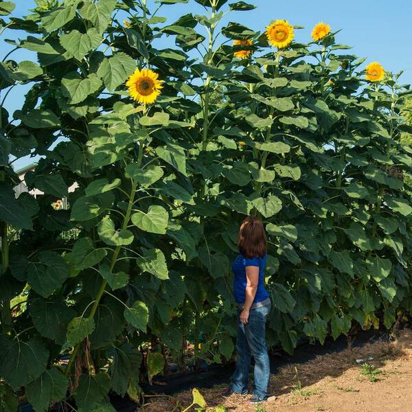 Gurney's 0.25 lb. Sunflower Mammoth Gray Stripe Seed Packet