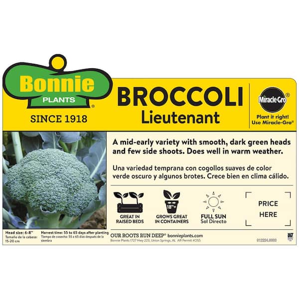 Bonnie Plants - 1.19 qt. Lieutenant Broccoli Plant (6-Pack)