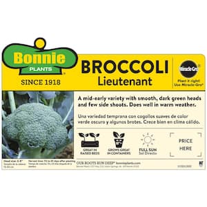 19 oz. Lieutenant Broccoli Plant (2-Pack)