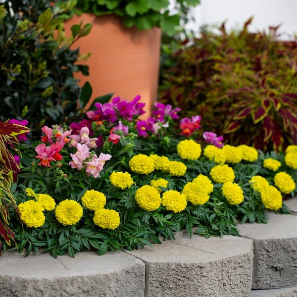 METROLINA GREENHOUSES 2 Qt. Yellow Marigold Annual Plant (3-Pack