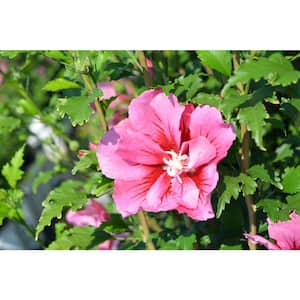 2 Gal. Red Pillar Rose of Sharon (Hibiscus) Shrub with Red Flowers