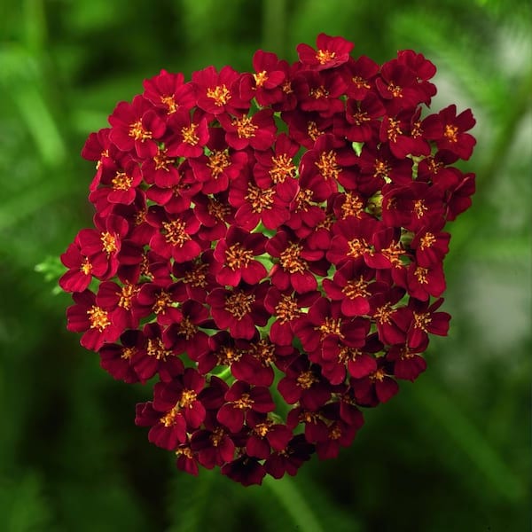 national PLANT NETWORK 3.25 in. Achillea Desert Eve Red Perennial Plant (3-Piece)