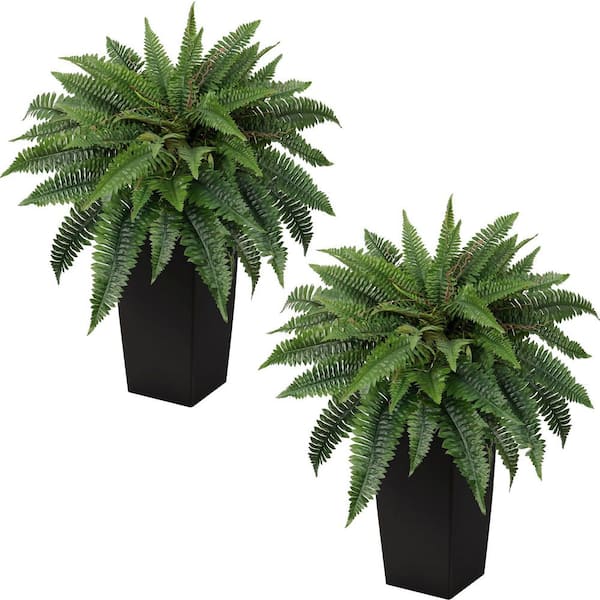 monstera deliciosa variegata mint Monstera Full Mint deliciosa borsigiana Variegata 