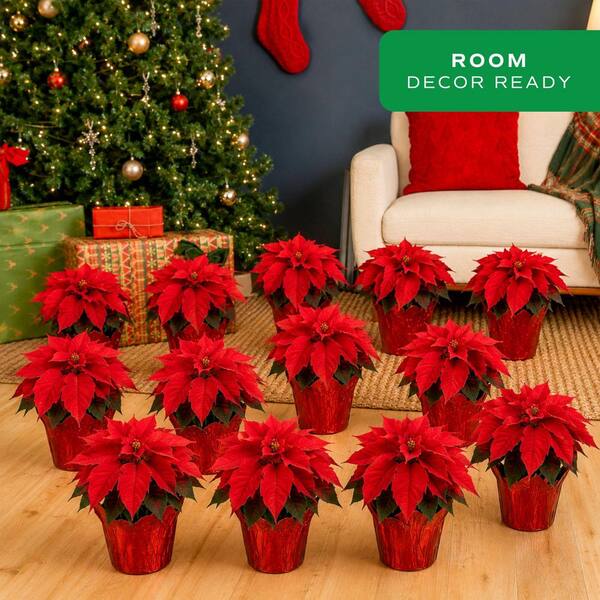 Costa Farms Fresh Red Poinsettia Indoor Plant with 1 Pt. Red Pot