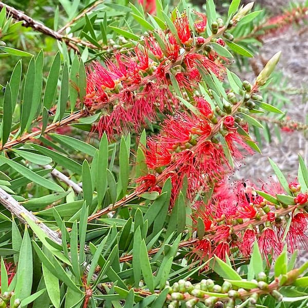 1 Gal. Red Flowering Bottlebrush Tree